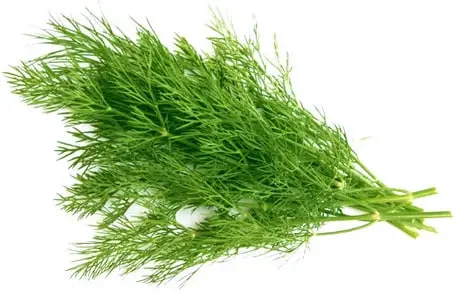 Кріп свіжий 1 кг на продаж- фото № 1