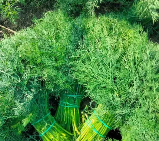 Свіжий кріп для домашньої кухні- фото № 1