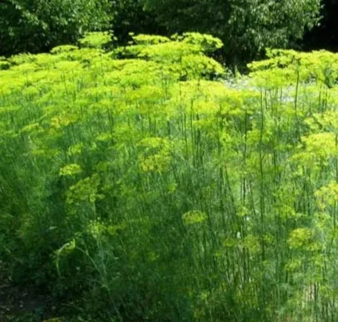 Кріп домашній, свіжий та якісний- фото № 1