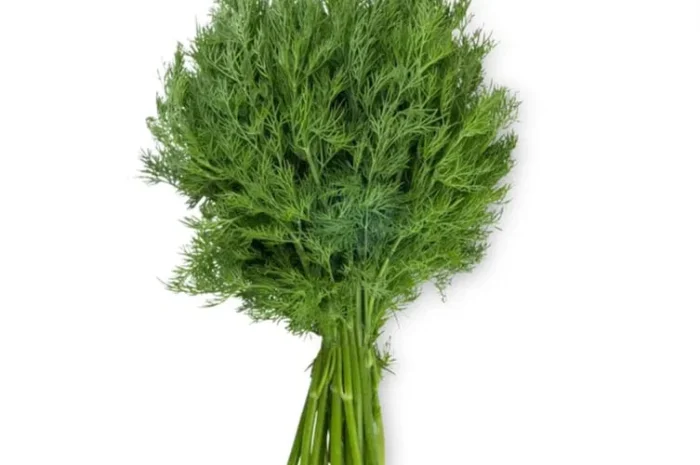 Свежий укроп на продажу- фото № 1
