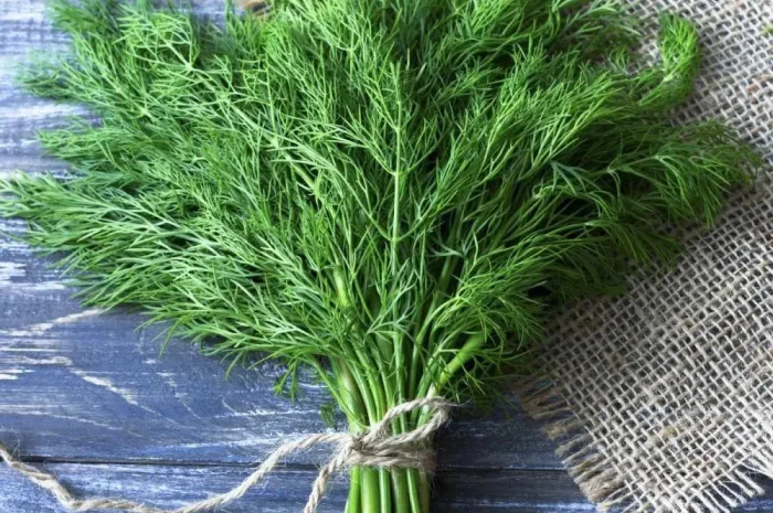 Насіння кропу Форест в продажу- фото № 1