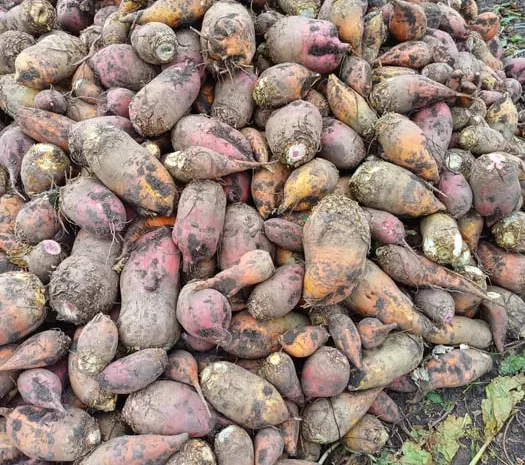 Кормовий буряк для продажу- фото № 1