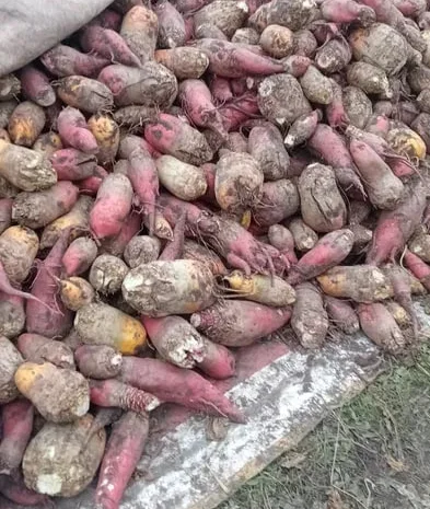 Кормовий буряк для тварин- фото № 1