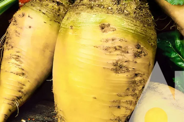 Кормовий буряк для сільськогосподарських тварин- фото № 1