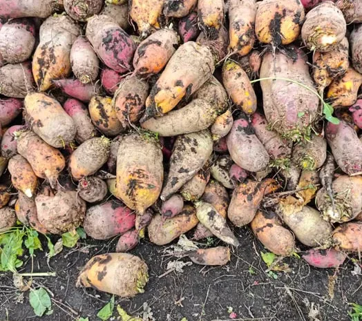 Продаж кормового буряка. Можлива доставка.- фото № 1