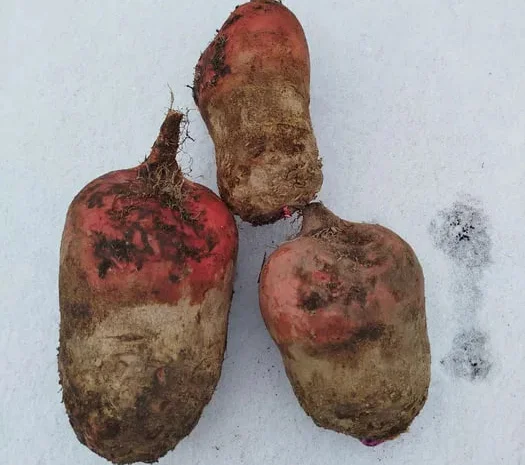 Продаж кормового буряка по 5 грн за кілограм- фото № 1