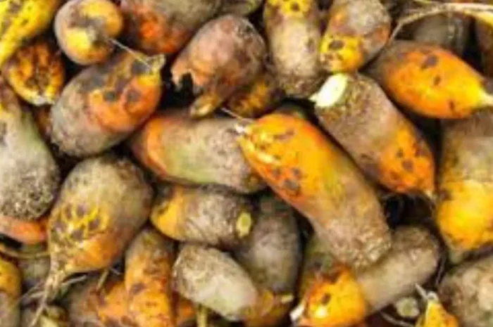 Продаю кормові буряки по 3 грн/кг- фото № 1