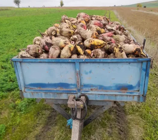 Продаж кормових та цукрових буряків- фото № 1