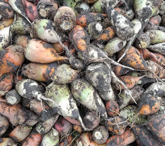 Буряк кормовий та морква для господарства- фото № 1