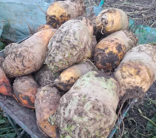 Кормові буряки на продаж- фото № 1