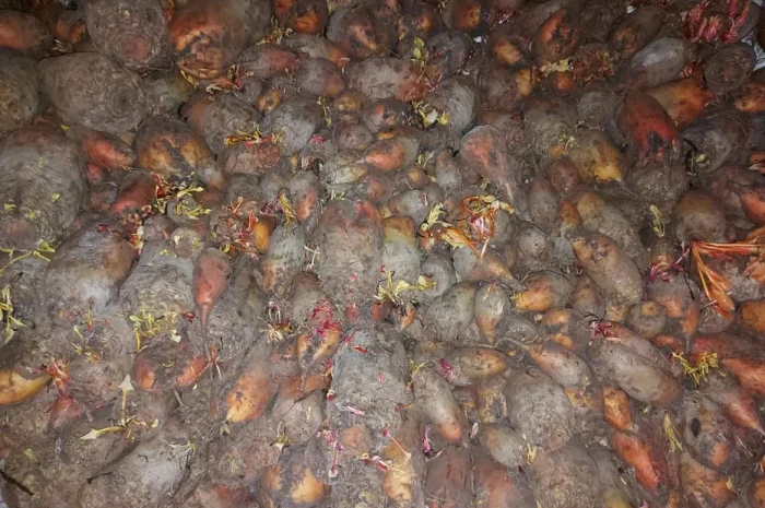 Кормовий буряк для тварин- фото № 1