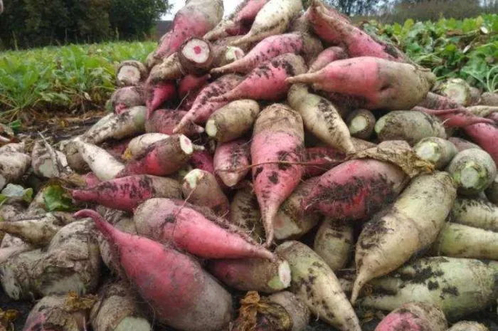 Продаж великих кормових буряків- фото № 1