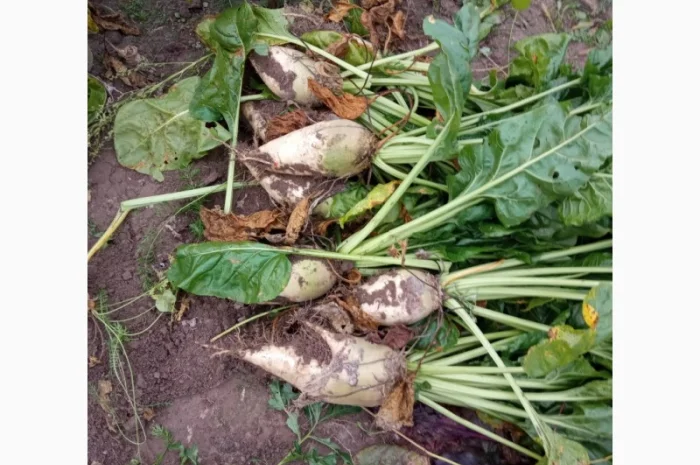 Продаж кормового буряка оптом- фото № 1