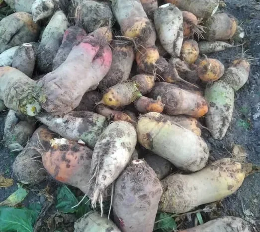 Кормовий буряк жовтий та білий по 10 грн за кілограм- фото № 1