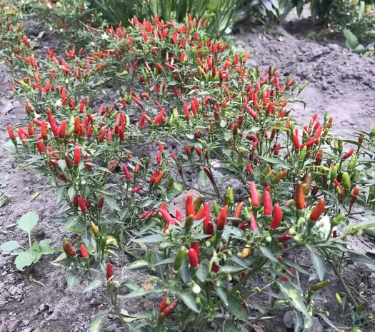 Мини перцы острые чили сухие в продаже- фото № 1