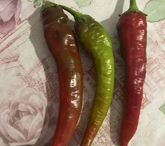 Пропоную свіжий гострий перець- фото № 1