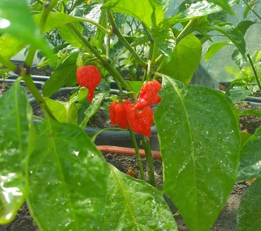Свіжий та маринований перець Carolina Reaper- фото № 1