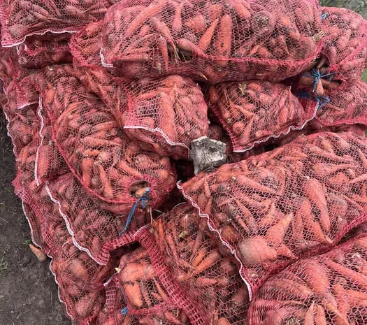 Продаж некондиційного буряка та моркви- фото № 1