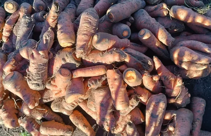 Морковь для переработки- фото № 1