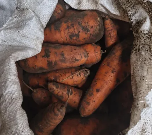 Продаю морковь оптом и в розницу- фото № 1