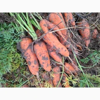 Продаю моркву сорту Болівар для переробки- фото № 1