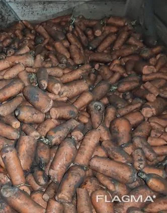 Морква некондиція оптом на продаж- фото № 1