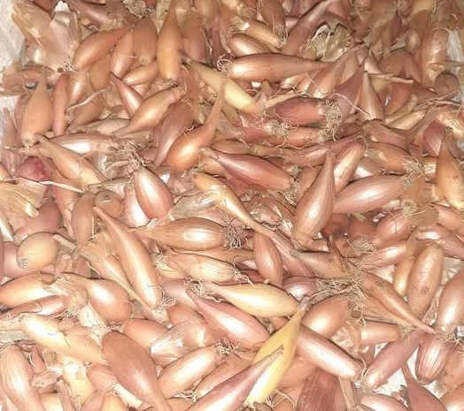 Закарпатська цибуля тиканка для посадки- фото № 1