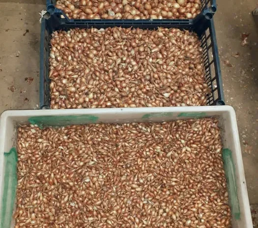 Продажа саджанців цибулі Штутгартен, Чеботарський, Сноуболл- фото № 1