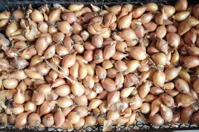 Цибуля кущовка для посадки- фото № 1