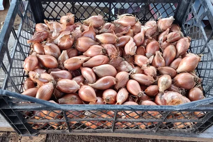 Цибуля кущовка для посадки на зелень в Полтаві- фото № 1