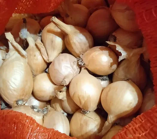 Корчуля кущівка шалот для посадки- фото № 1