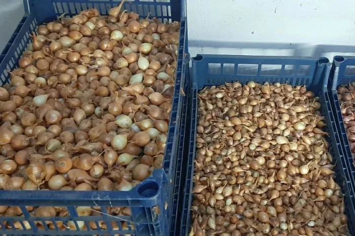 Саджанка Штутгартнен цибуля на весеннюю посадку- фото № 1