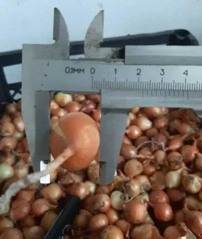 Продаю севок Штутгарт для посадки- фото № 1