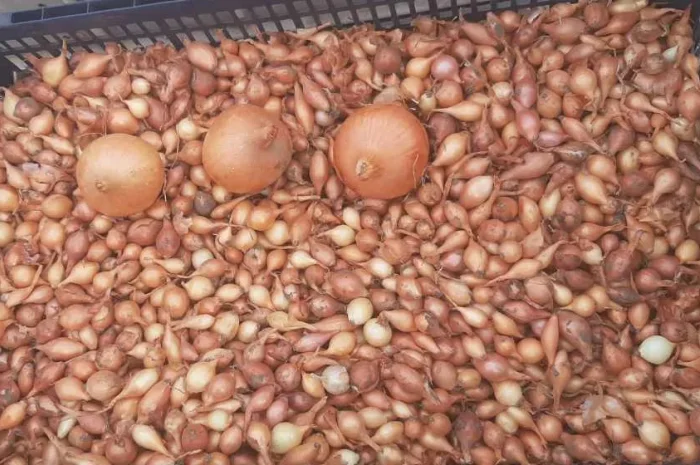 Лук севок Штутгартен Ризен оптом- фото № 1