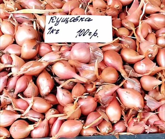Якісна озима цибуля Кущовка на продажу- фото № 1