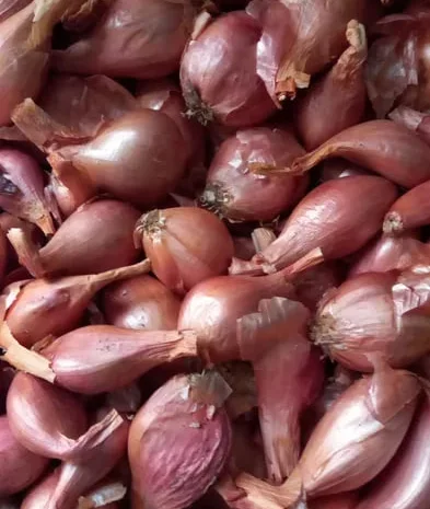 Продаж кущівки-цибулі для посадки- фото № 1