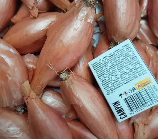 Продам Цибуля кущівка, шалот- фото № 1