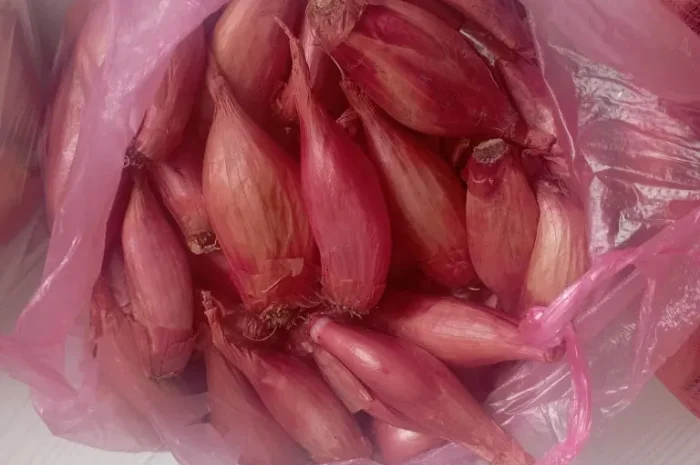 Цибуля кущівка корчуха велика, шалот на продаж- фото № 1