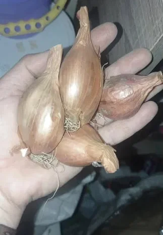 Продаж цибулі королівська сімейка- фото № 1