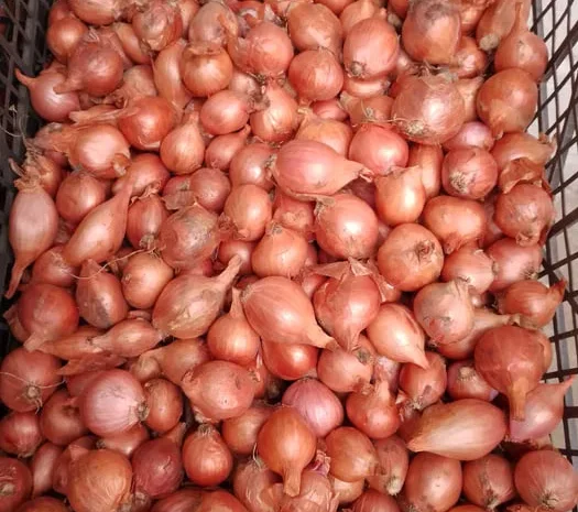 Цибуля кущівка шалот на продаж- фото № 1