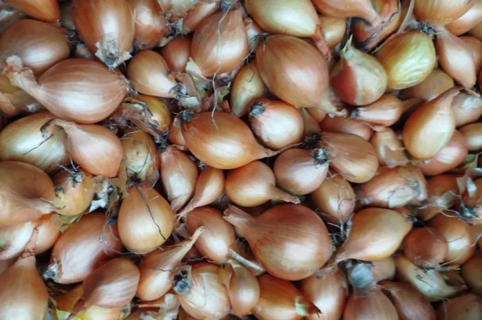 Продаж цибулі кущівки- фото № 1