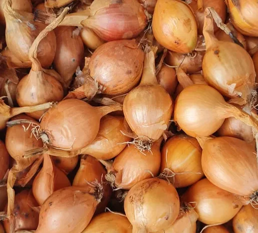 Цибуля кущівка, шалот на продаж- фото № 1