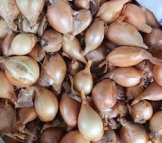 Продаж насіння цибулі корчівки, кущівки та шалот- фото № 1
