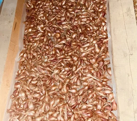 Цибуля кущівка шалот корчуха на продаж- фото № 1