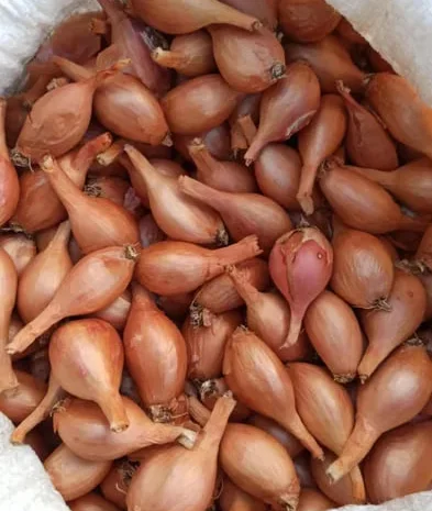Продажа Кущівка цибулька, шалот- фото № 1