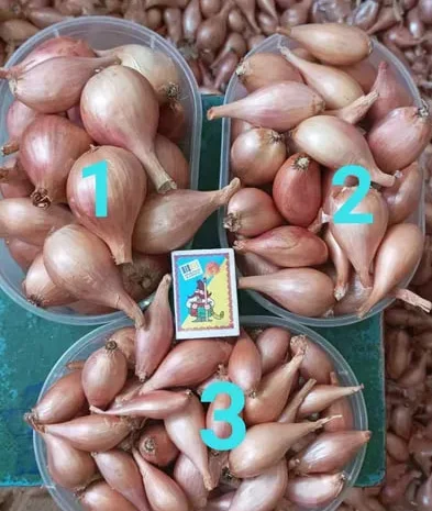 Лук кущевка, цибуля сімейка кущівка-шалот на продажу- фото № 1