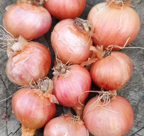 Цибуля кущівка - три сорти для посадки- фото № 2