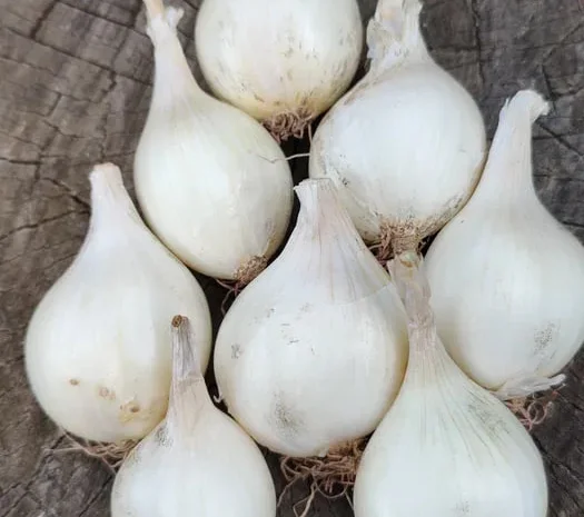 Цибуля кущівка - три сорти для посадки- фото № 1