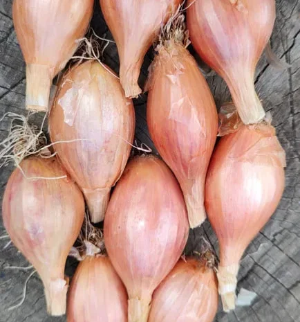 Цибуля кущівка - три сорти для посадки- фото № 3