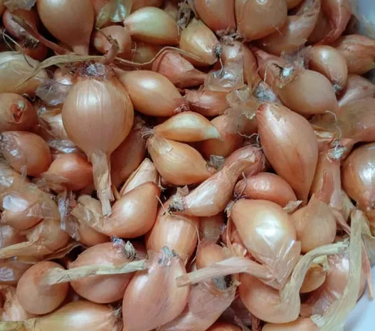 Продаж цибулин кущівки для посадки- фото № 1